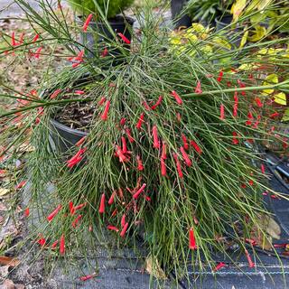 3 Gal. Firecracker Plant Flowering Shrub with Scarlet Red Flowers RUSS004G3