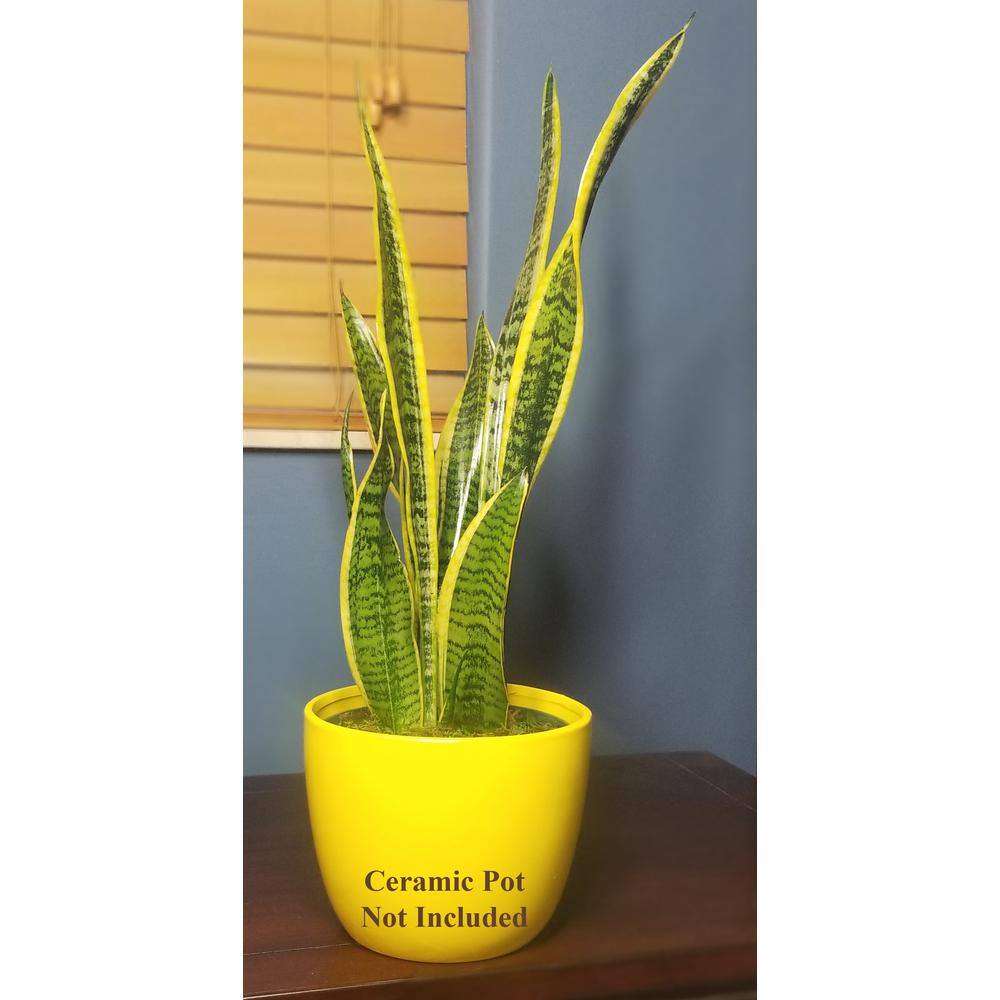 Sansevieria Snake Plant in 6 in. Growers Pot SanYel006