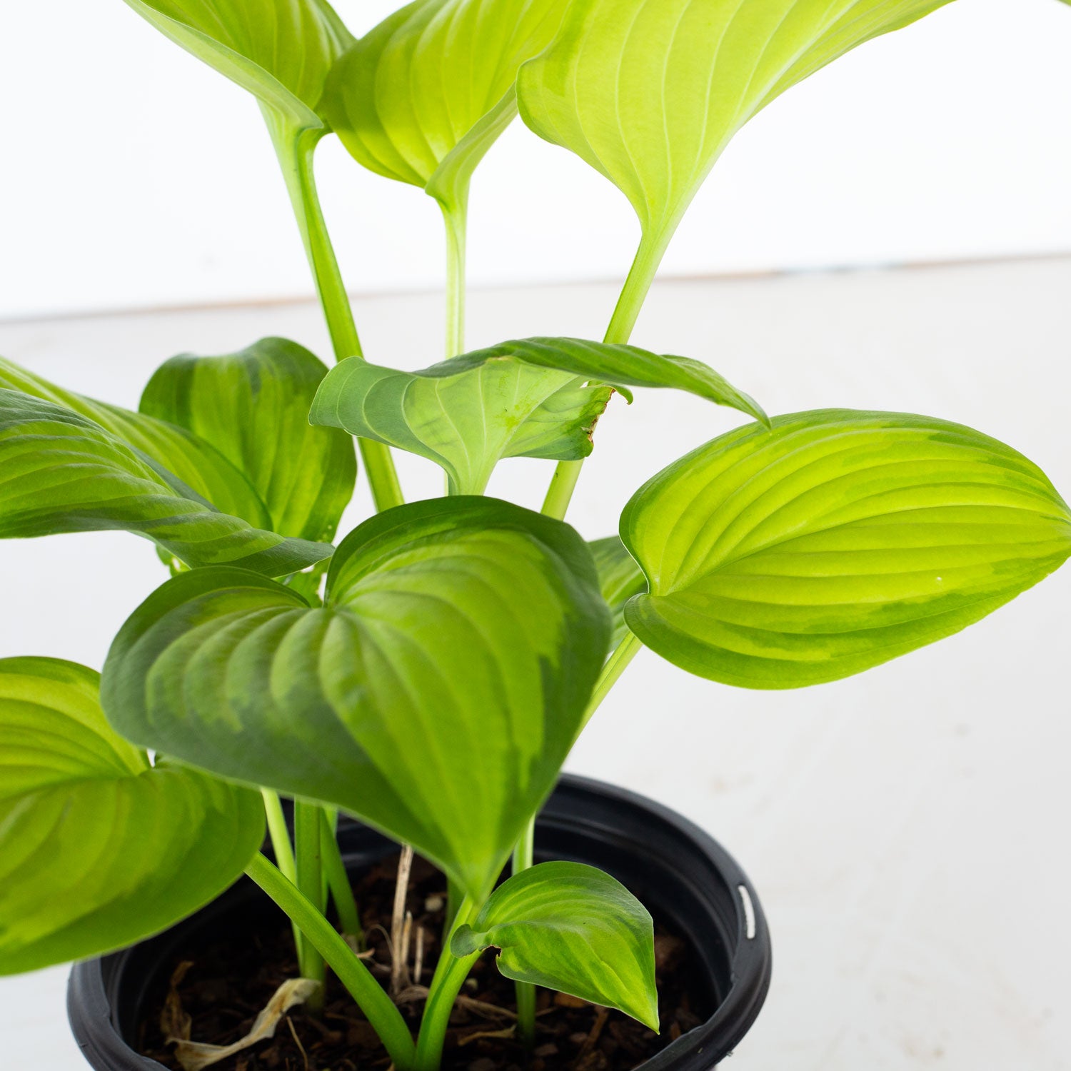 Guacamole Hosta (2.5 Quart) With bright green leaves Part Sun Live Outdoor Plant