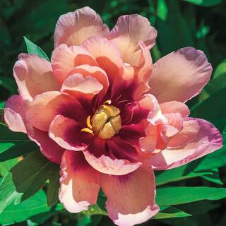 Spring Hill Nurseries 4 in. Pot Kopper Kettle Itoh Peony Live Perennial Plant 61967