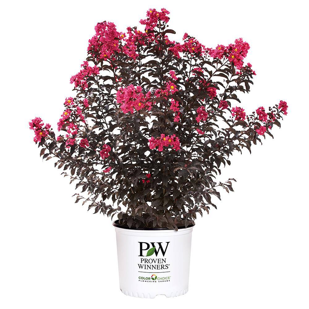 PROVEN WINNERS 2 Gal. Center Stage Pink Crape Myrtle Tree with Hot Pink Flowers 16885