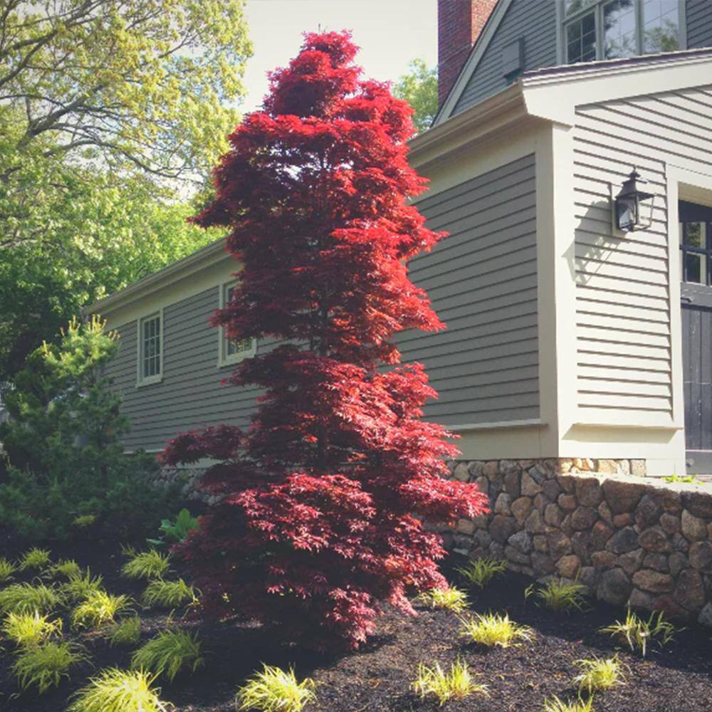 5 gal. Twombly's Red Sentinel Columnar Japanese Red Maple Deciduous Tree MAPJTW05G