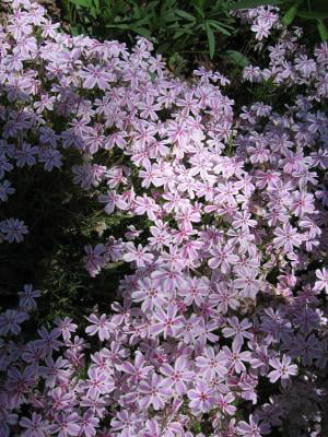 Classy Groundcovers - Phlox subulata 'Candy Stripe'  {25 Pots - 3 1/2 inch Square}