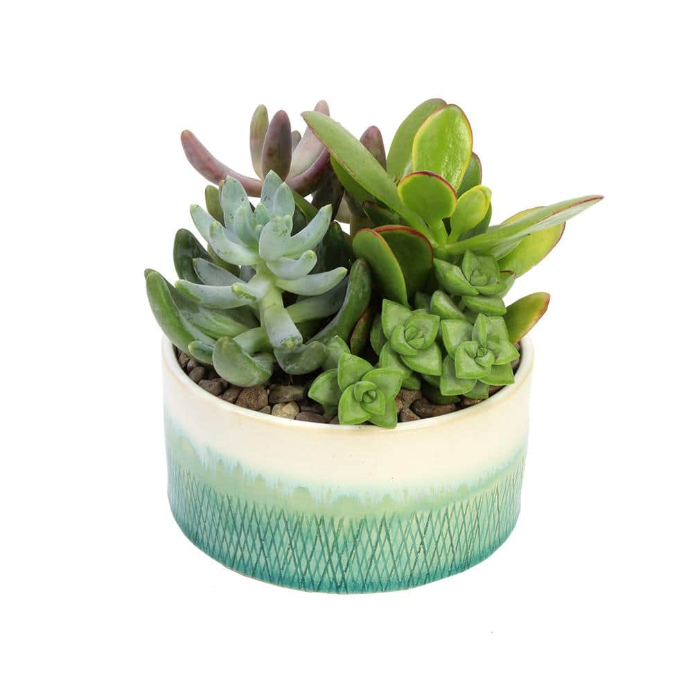 SMART PLANET 5 in. Blue and White Glazed Stoneware Bowl Succulent Garden 0881167