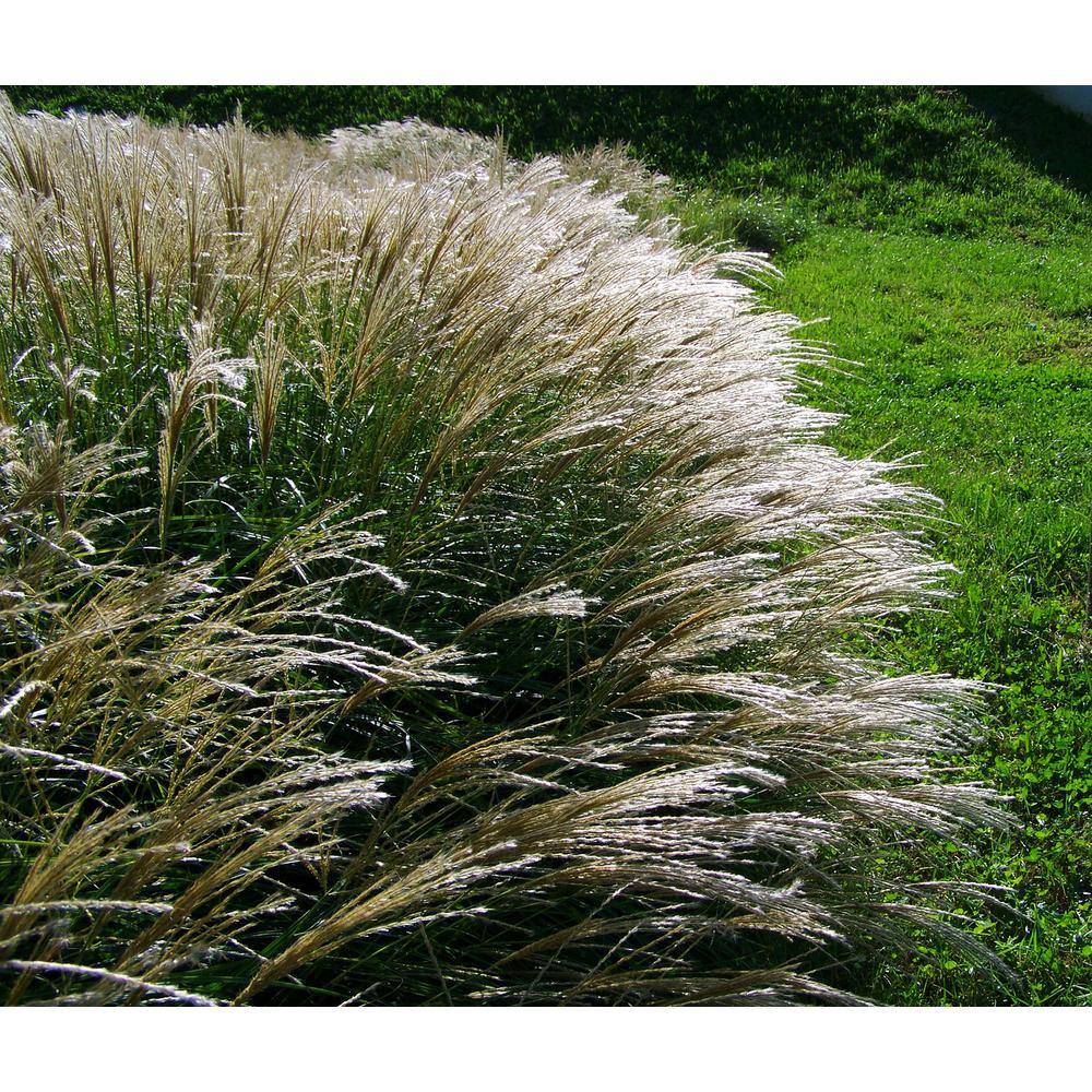 Online Orchards 1 Gal. Avalanche Feather Reed Grass - Lovely Tall Variegated Ornamental Grass Perfect for Borders and Accents GROR001