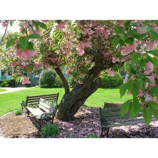 Online Orchards Kwanzan Cherry Blossom Tree Bare Root FLCH001