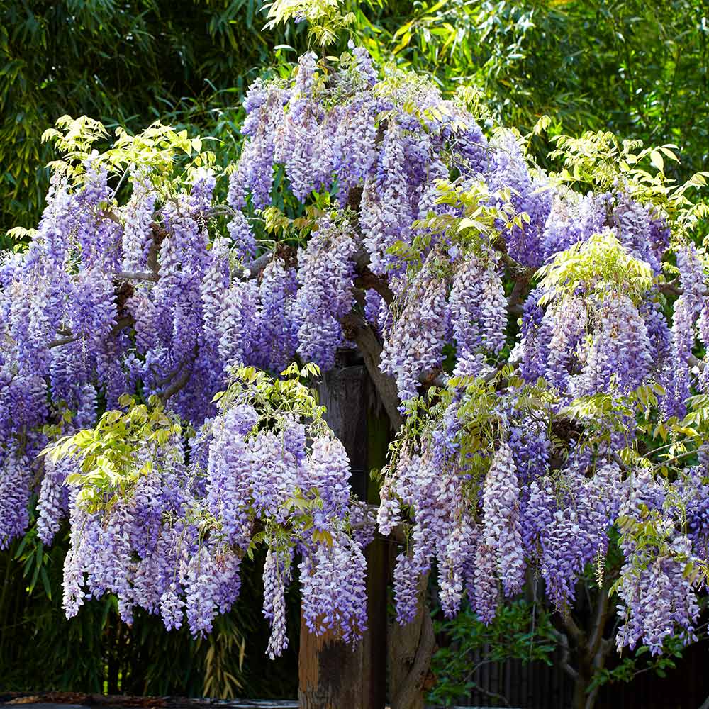 Wisteria - Tree Form