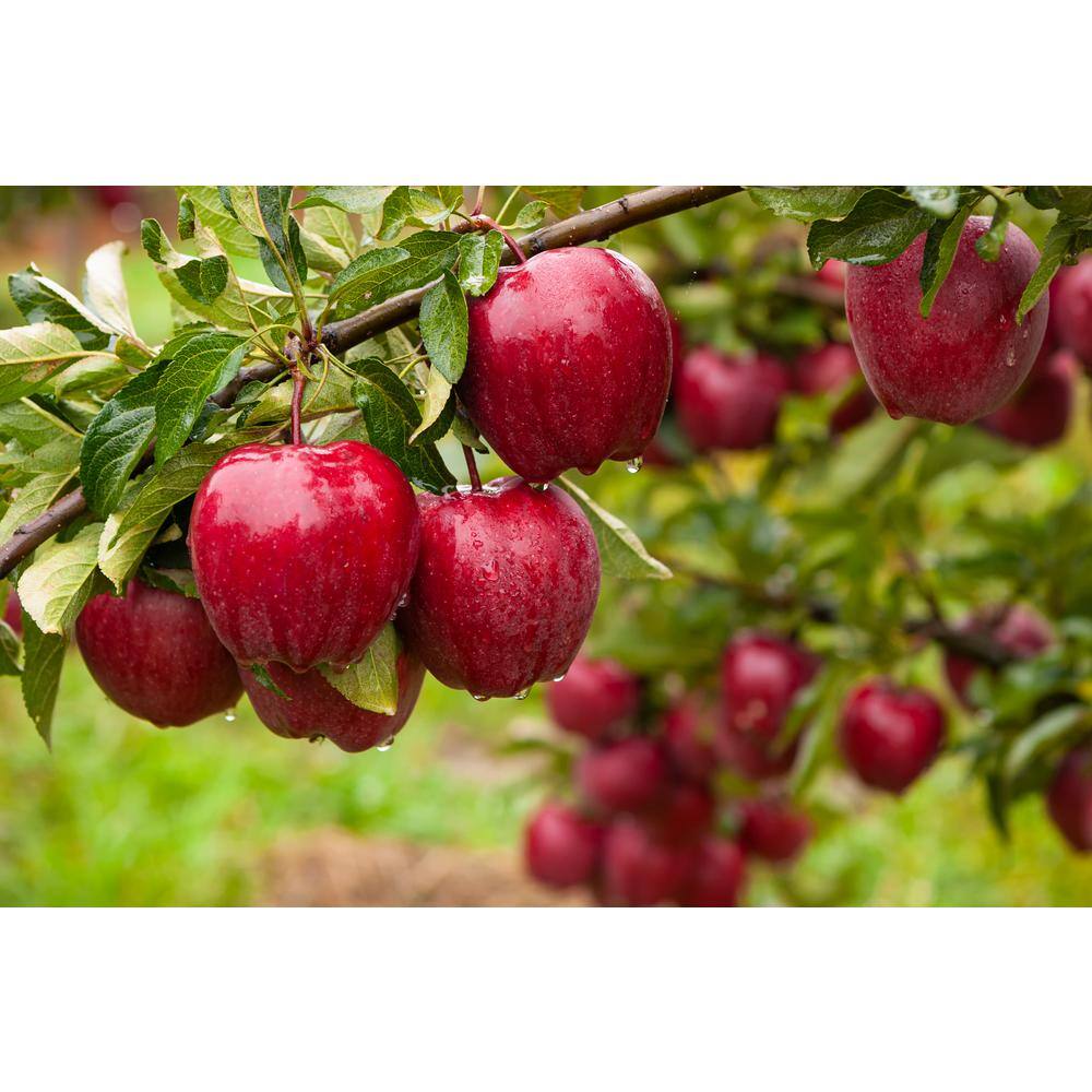 Online Orchards 3 ft. Red Delicious Apple Tree with Deep Ruby Red Fruit Best for Fresh Eating FTAP205