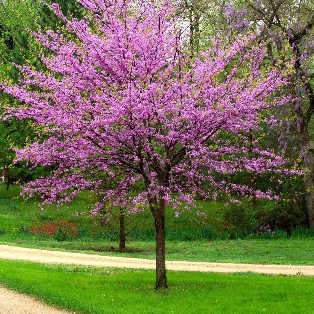 7 Gal. Eastern Redbud Flowering Deciduous Tree with Pink Flowers REDBUD07G
