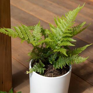 ALTMAN PLANTS 2 QT. Autumn Fern (Dryopteris Erythrosora) Garden Perennial Shrub Plant in Grower Pot 0881280