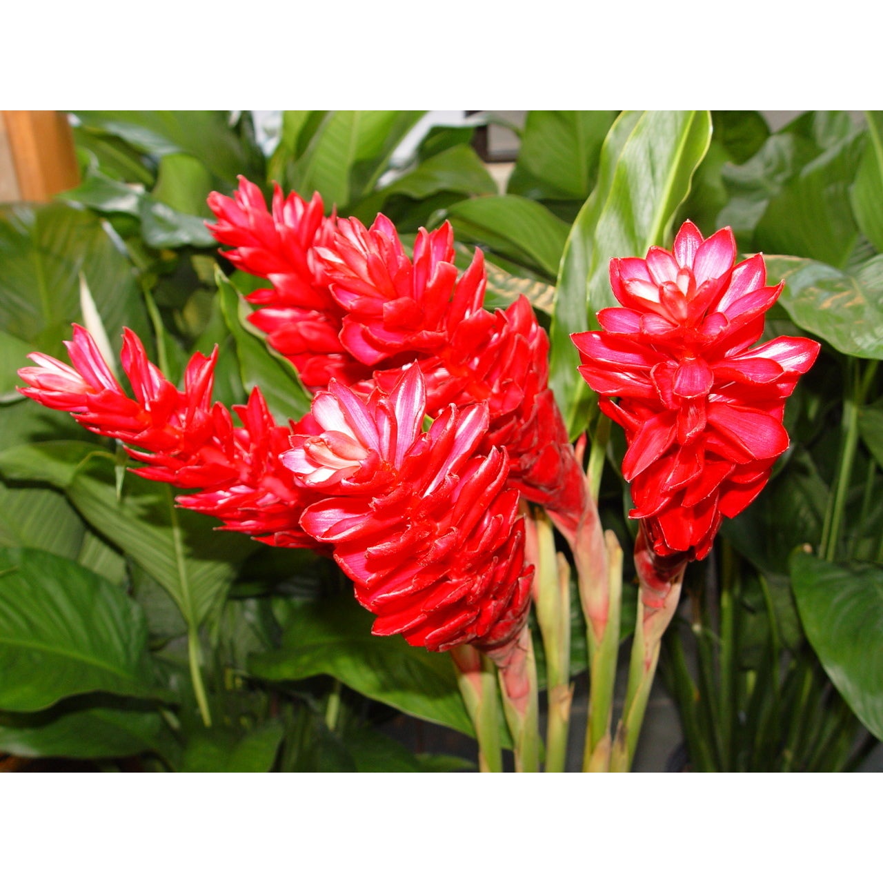 Live Red Ginger Plant Root 1 Pk (2 Roots Each 2