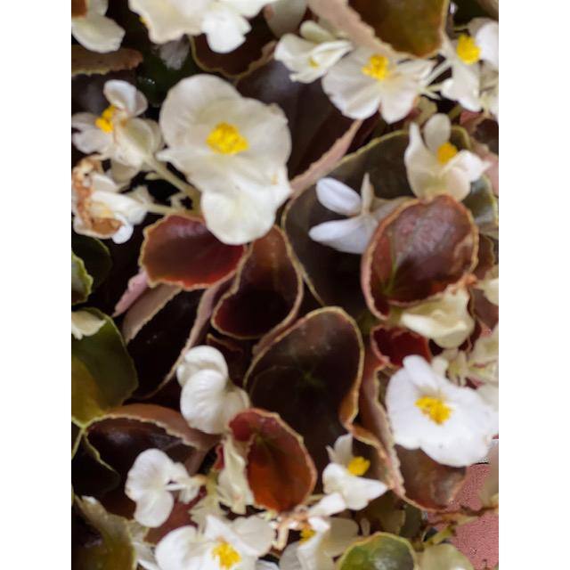 Pure Beauty Farms 1.38 Pt. Begonia Bronze Leaf White Flower in 4.5 in. Grower's Pot (4-Plants) DC45BEGBRW4