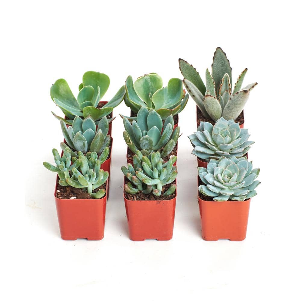 Shop Succulents 2 in. BlueGreen Collection Succulent (Collection of 9) BG9