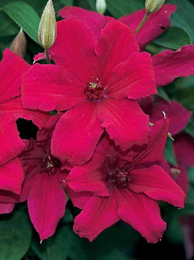 Cardinal Wyszynski Clematis Vine - Crimson Flowers - 2.5