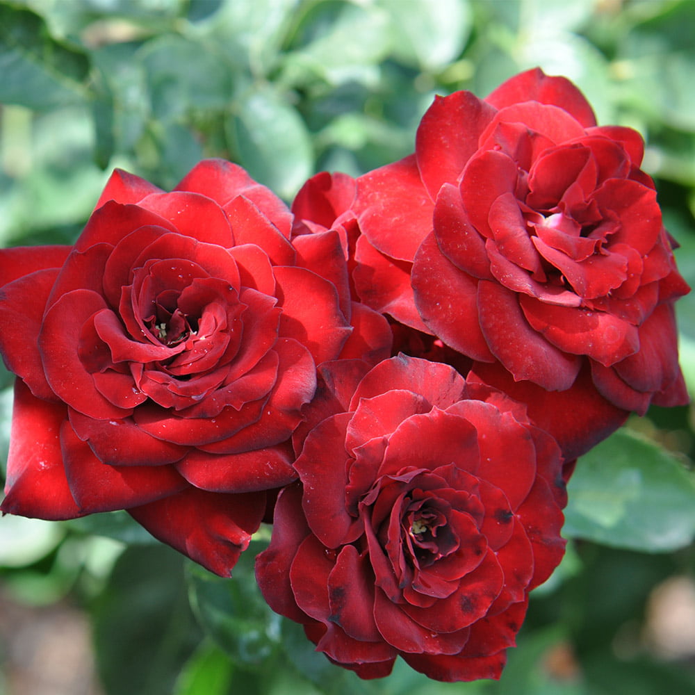 Black Ice Shrub Rose by Heirloom Roses - Red Rose Bush