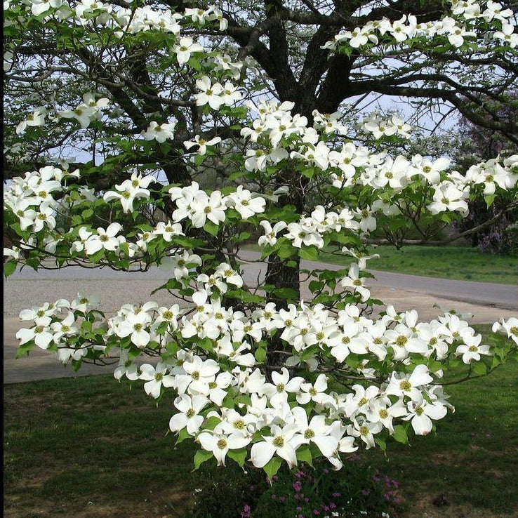 White Dogwood Tree