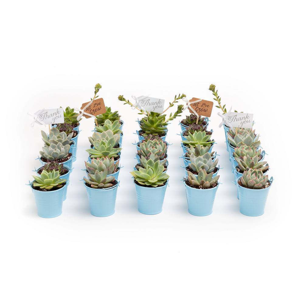 The Succulent Source 2 in. Wedding Event Rosette Succulents Plant with Blue Metal Pails and Let Love Grow Tags (60-Pack) 2-R-B-LLG-60