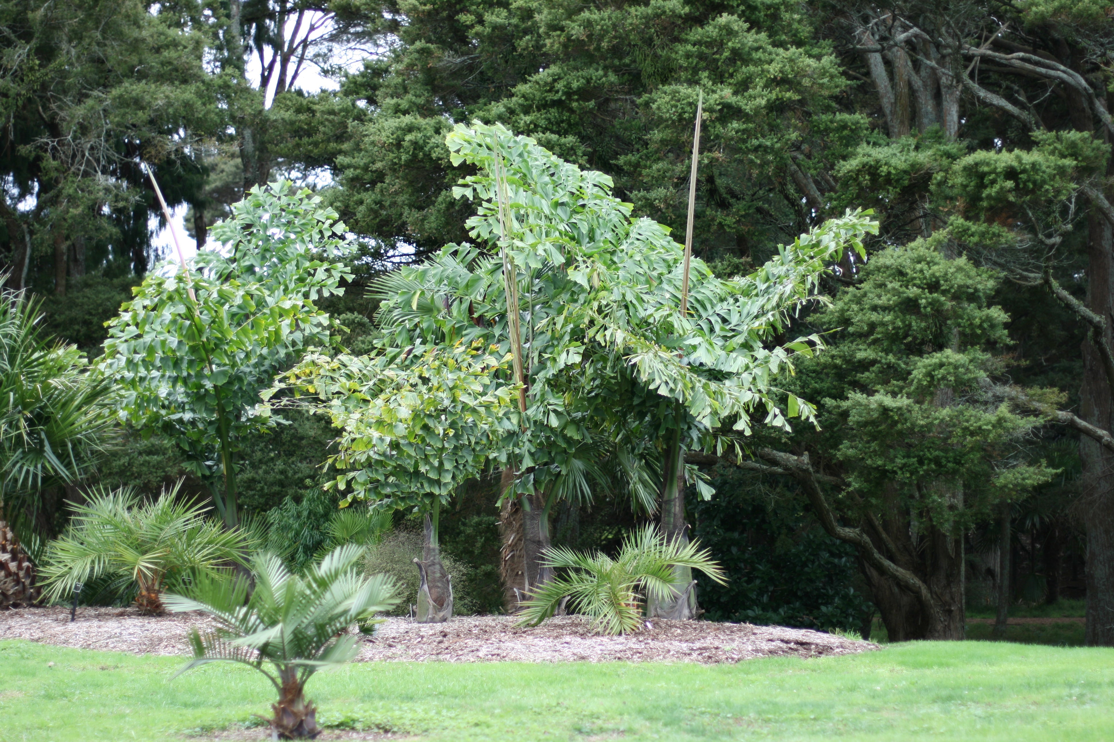 Giant Fishtail Palm - Live Plant in an 10 Inch Growers Pot - Caryota Obtusa - Extremely Rare Ornamental Palms from Florida