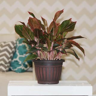 Costa Farms Aglaonema Creta Indoor Plant in 6 in. Grower Pot Avg. Shipping Height 1-2 ft. Tall 6AGCRETA