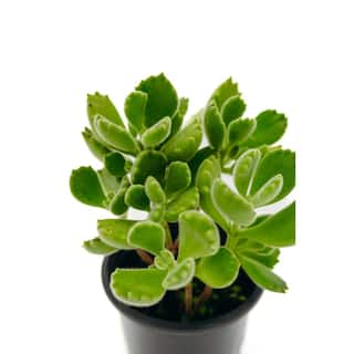 3.5 in. Assorted Succulent Plants Growers Choice (4-Pack) 30946