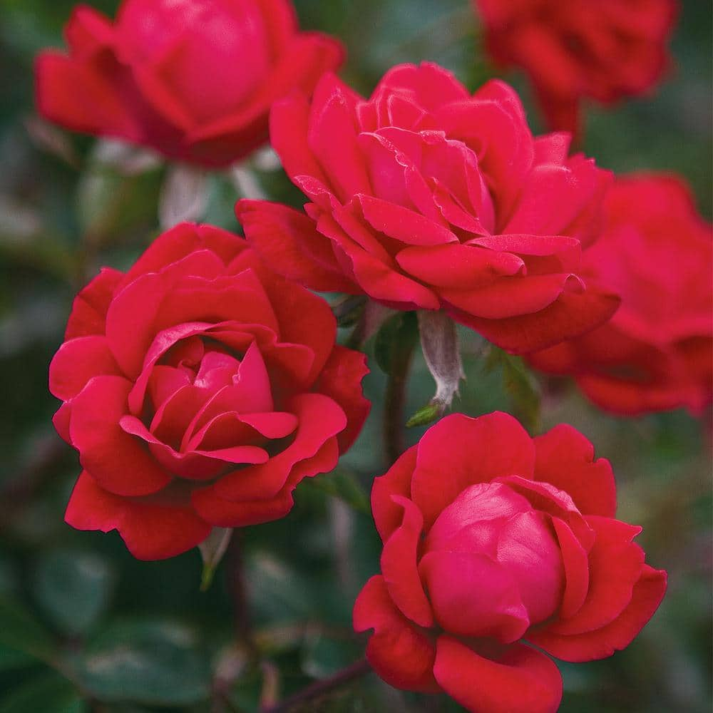 KNOCK OUT Packaged Red Double Knock Out Rose Bush with Red Flowers (1 Root Stock) 83394