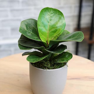 ALTMAN PLANTS Fiddle Leaf Fig Tree (Ficus lyrata) Live House Plant with 4.25 in. Decorative Ceramic Pot 0873083