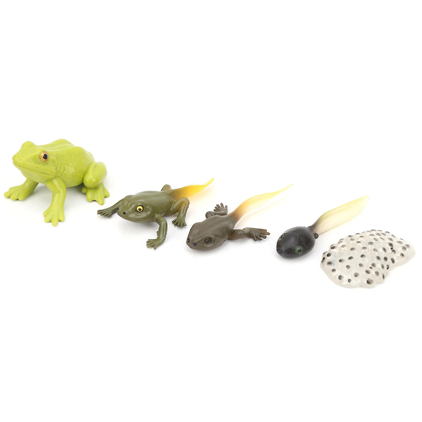 Animals Growth Cycle Life Cycle Model Learning Teaching Model Toy For Children#2