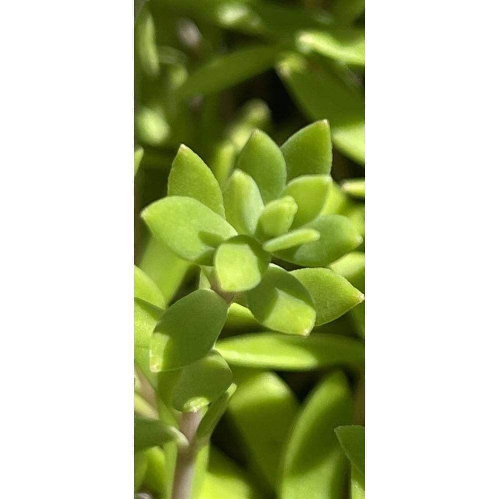 Cesicia 3-Piece Non-Fragrant Live Sedum Sarmentosum Stonecrop Planter Pet-safe RichM815Cacti14