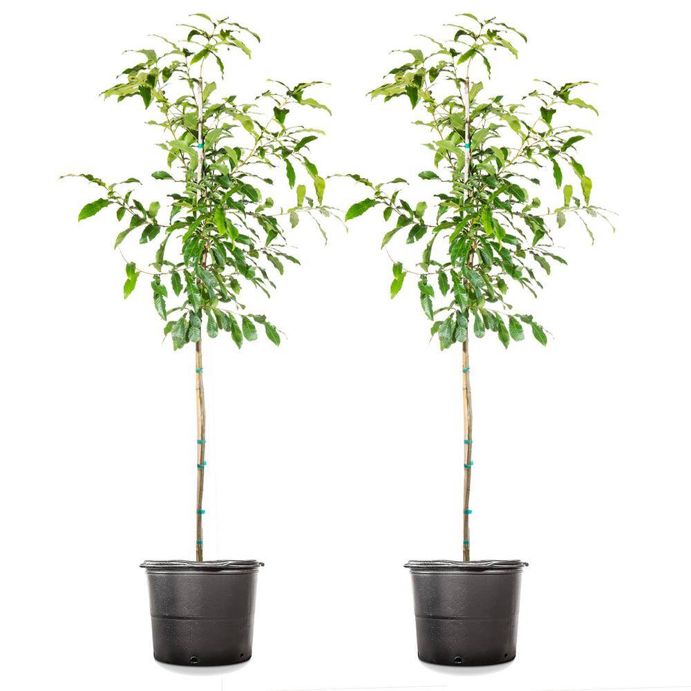 5 Gal. Sawtooth Oak Tree (2-Pack) THD00179