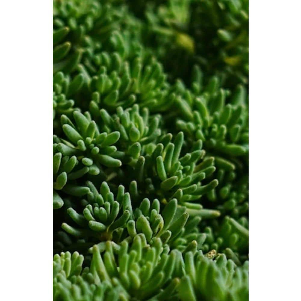 Zeus  Ruta Sedum Blue Carpet Plants Pet-Safe Spreading in Pots (3-Pack) W1009-SC3