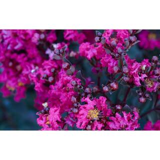 BLACK DIAMOND 2 Gal. Mystic Magenta Deciduous Crape Myrtle Tree 17871