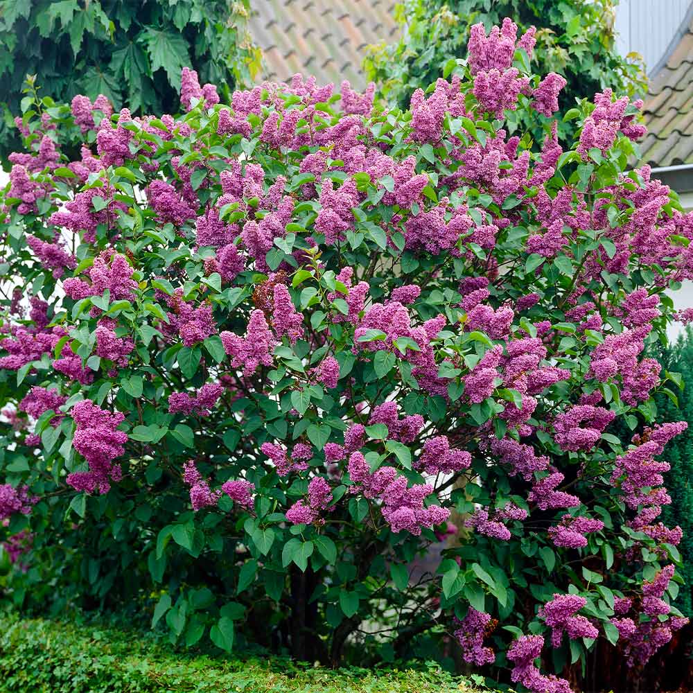 Common Purple Lilac