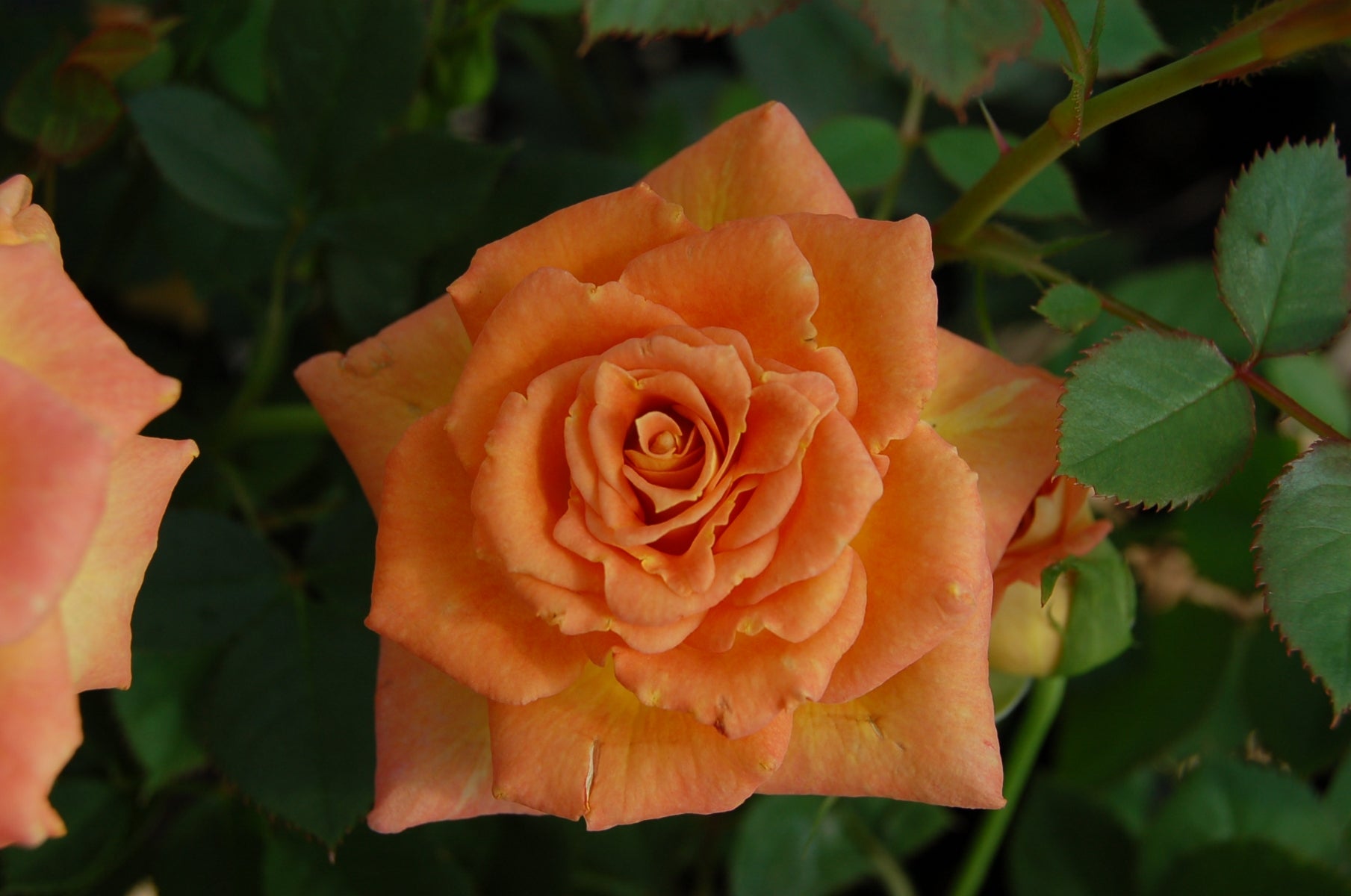 Sunrosa Orange Delight