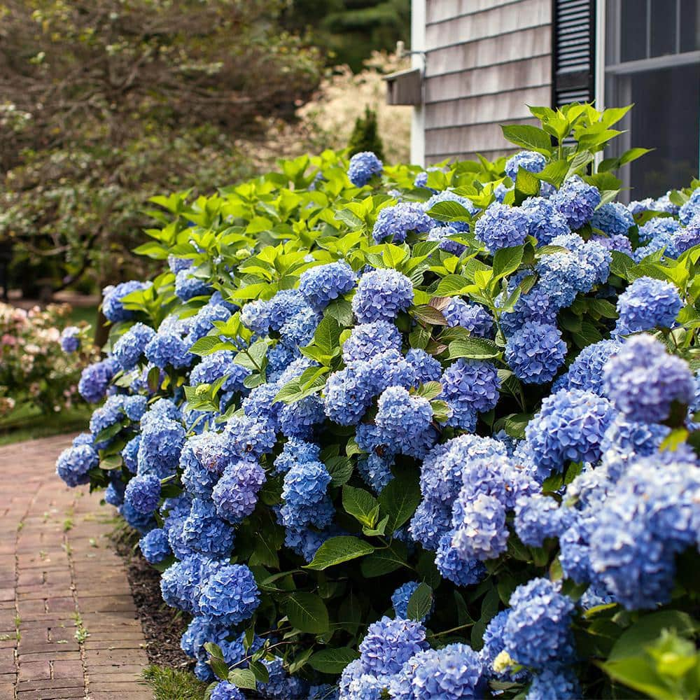 Endless Summer 1 Gal. The Original Reblooming Hydrangea Flowering Shrub with Pink or Blue Flowers 10530