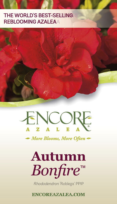 Encore Azalea Autumn Bonfire (1 Gallon) Red Flowering Shrub - Full Sun Live Outdoor Plant