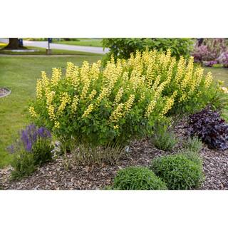 PROVEN WINNERS 3 Gal. Lemon Meringue Baptisia Live Perennial Plant (1-Pack) BAPTI3LEM1PK