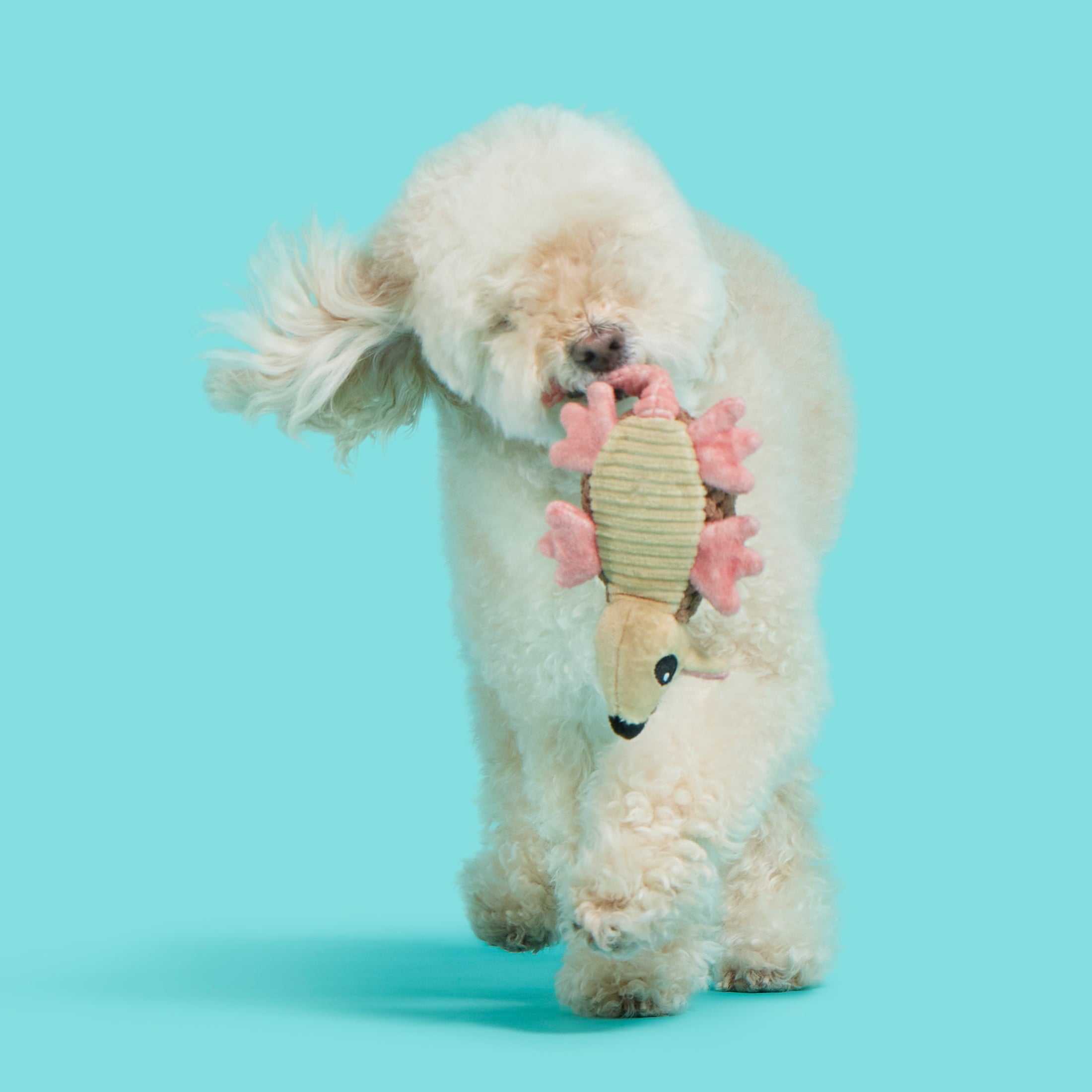 BARK Armie Dillo Dog Toy - Features Crazy Crinkle， Extra Fluff， Xs to Small dogs