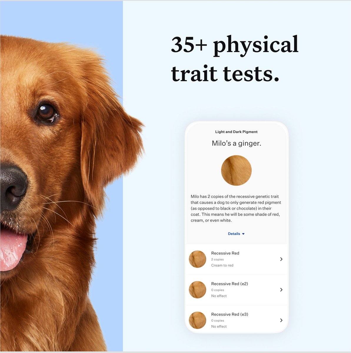 Wisdom Panel Essential Breed Identification DNA Test for Dogs