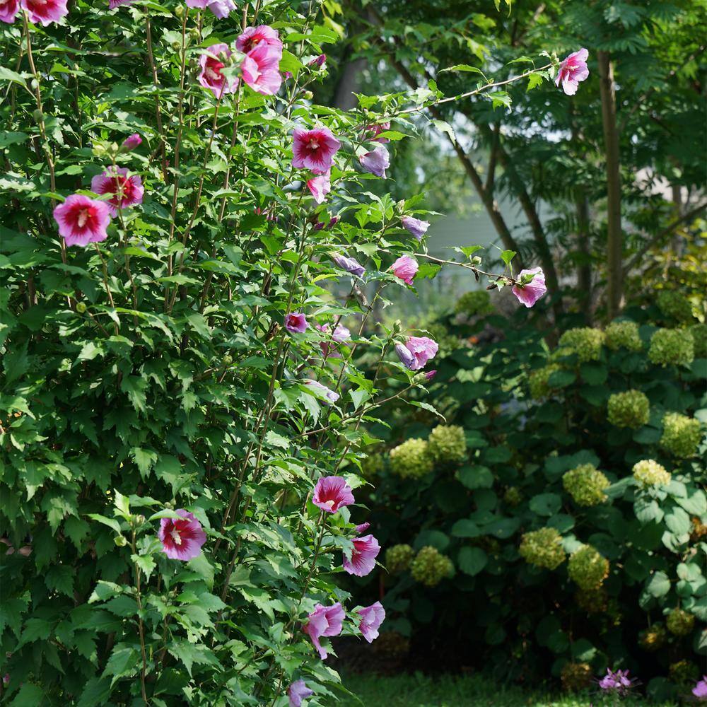PROVEN WINNERS 5 Gal. Purple Pillar Rose of Sharon (Hibiscus) Shrub with Purple Flowers 13911
