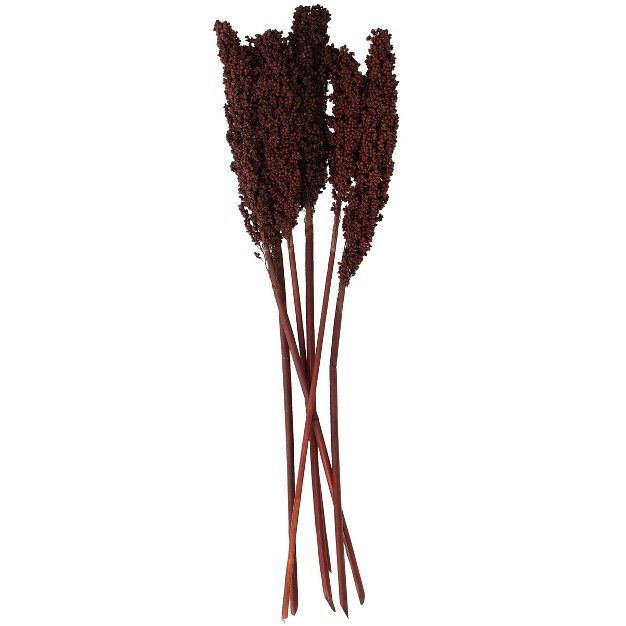 Dried Plant Corn Maze Natural Foliage With Long Stems Dark Brown Olivia amp May