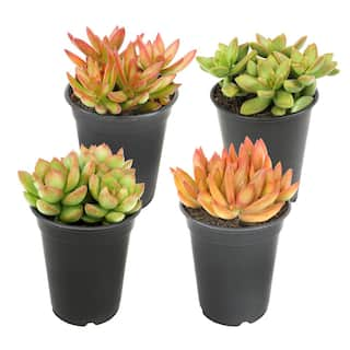 SMART PLANET 1 qt. Sedum Assorted Succulents (4-Pack) 0872639