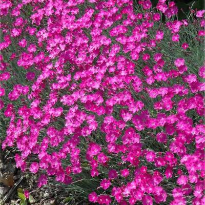 Classy Groundcovers - Dianthus gratianopolitanus 'Fire Witch'  Dianthus gratianopolitanus 'Firewitch'， Dianthus gratianopolitanus 'Feuerhexe' {25 Pots - 3 1/2 inch Square}