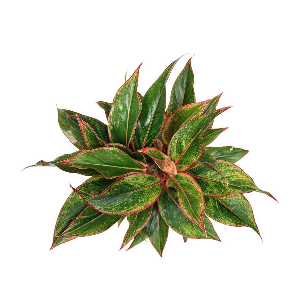 Costa Farms Aglaonema Creta Indoor Plant in 6 in. Grower Pot Avg. Shipping Height 1-2 ft. Tall 6AGCRETA