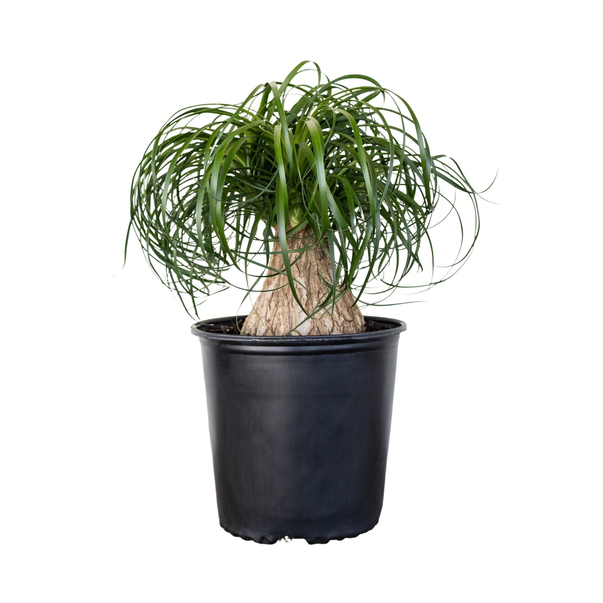 United Nursery Live Ponytail Palm 24-32in Tall Green Tropical houseplant in 10in Grower Pot