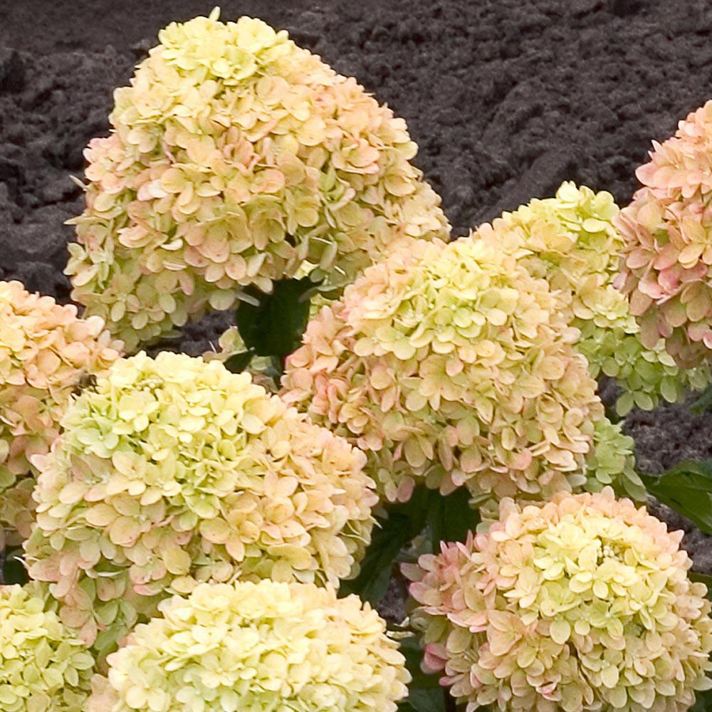 Little Lime® Hydrangea Shrub