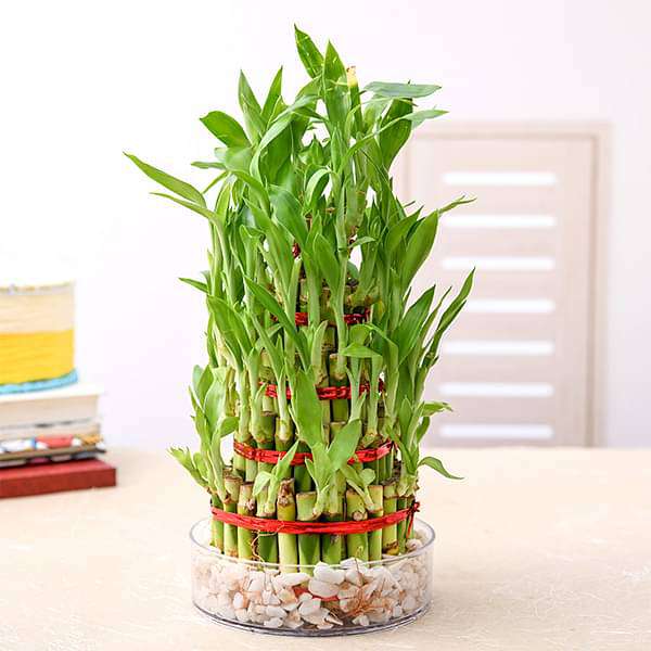 7 Layer Lucky Bamboo Plant in a Bowl with Pebbles