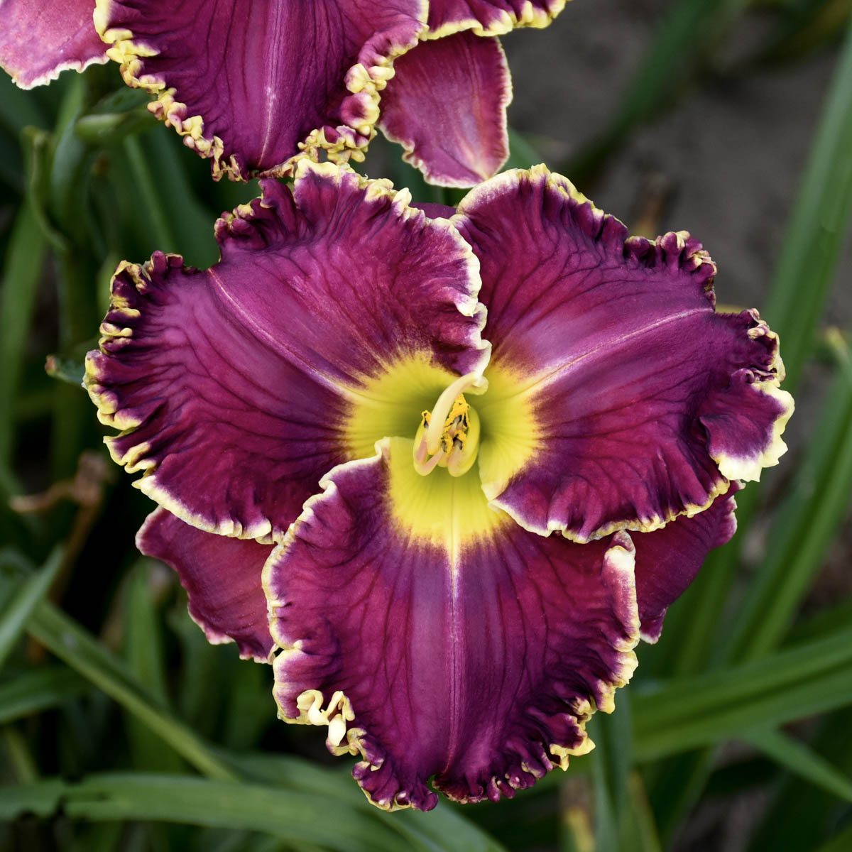 Cosmic Struggle Reblooming Daylily Dormant Bare Root Perennial Root (1-Pack)