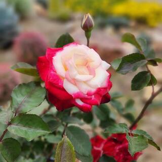 ALTMAN PLANTS My Bouquet 8 qt. Rose Creamy White Blossom With Red Edges (White Lies) 0872932