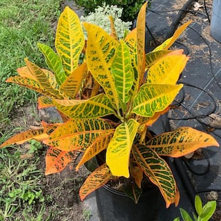 OnlinePlantCenter Petra Croton Plant in 10 in. Grower Pot CR020G3