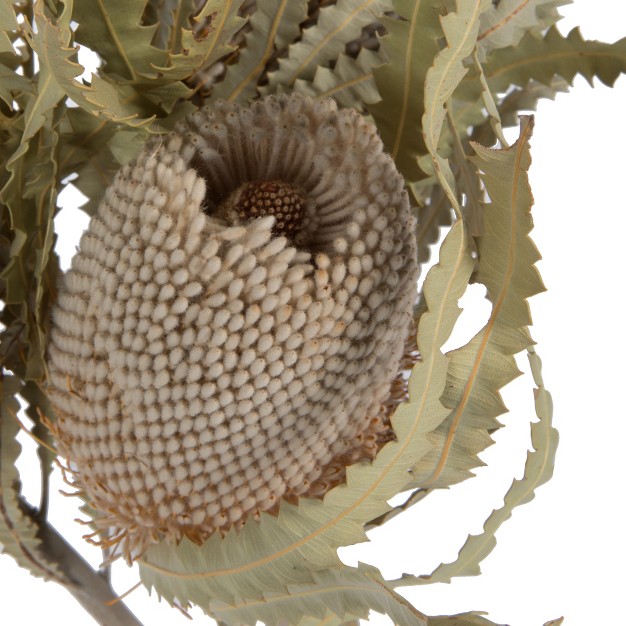 Vickerman Banksia Menziesii Dried